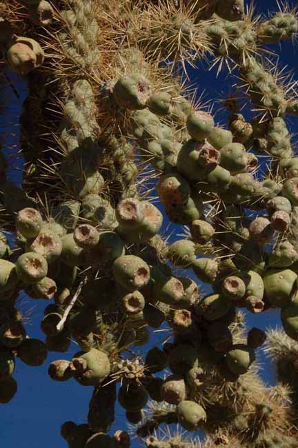 chain-fruit cholla